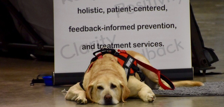 dog lying in front of the white signage